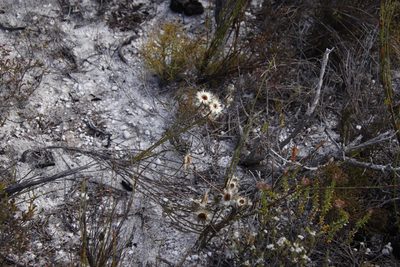 Edmondia sesamoides, photographed by Tony Rebelo