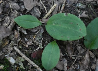 Habenaria arenaria, photographed by Justin Ponder