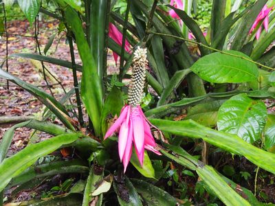 Aechmea mariae-reginae, photographed by Lena Struwe