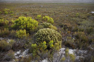 Serruria villosa, photographed by Tony Rebelo
