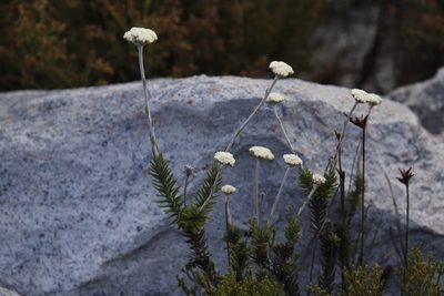 Anaxeton laeve, photographed by Tony Rebelo