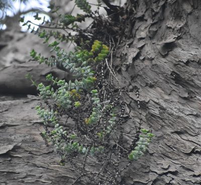 Crassula perforata, photographed by Justin Ponder