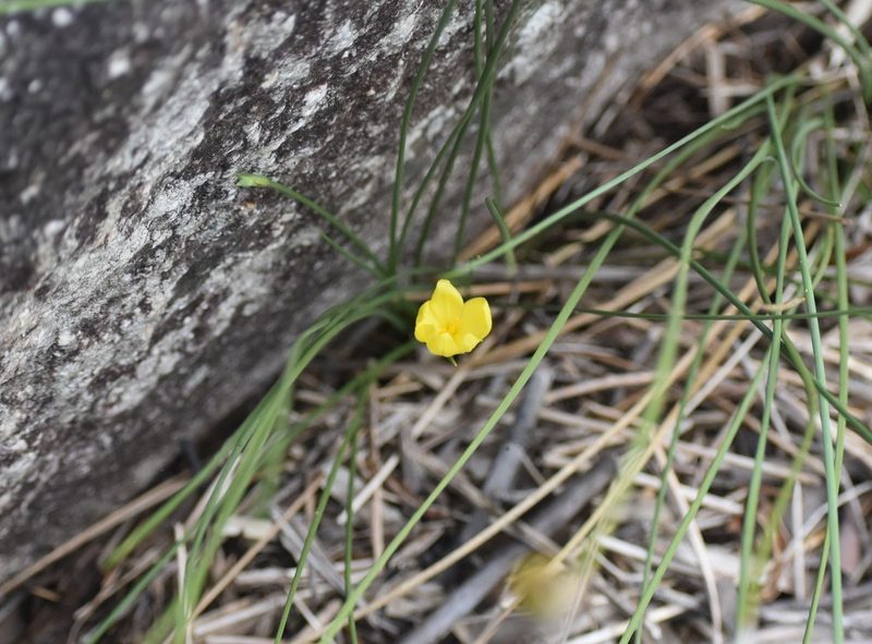 Bobartia aphylla, photographed by Justin Ponder