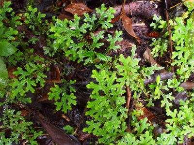 Selaginella eurynota, photographed by Lena Struwe