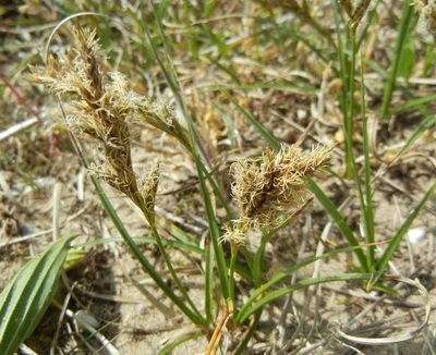 Carex arenaria, photographed by Jon Mortin