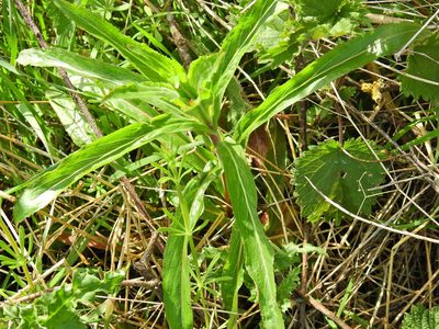 Epilobium hirsutum, photographed by Susan Marley