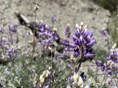 Lupinus albifrons, photographed by Kristen Nelson