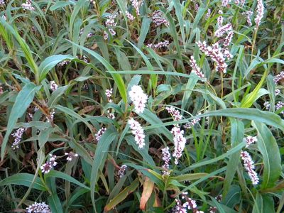 Persicaria madagascariensis, photographed by Tim Kirsten