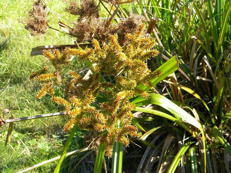 Cyperus dives, photographed by Tim Kirsten