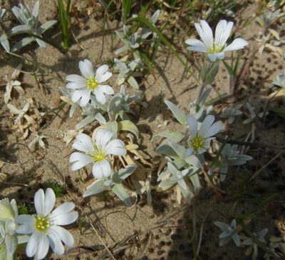 Cerastium tomentosum, photographed by Jon Mortin