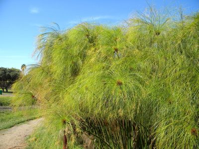 Cyperus papyrus, photographed by Tim Kirsten