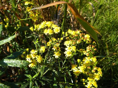 Senecio pterophorus, photographed by Tim Kirsten