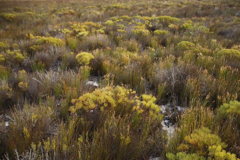 Serruria glomerata, photographed by Tony Rebelo