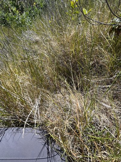 Muhlenbergia utilis, photographed by Kristen Nelson