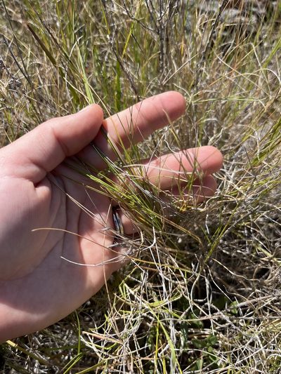 Muhlenbergia utilis, photographed by Kristen Nelson