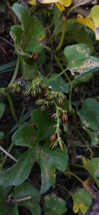 Cayaponia martiana, photographed by Adela Ferreira