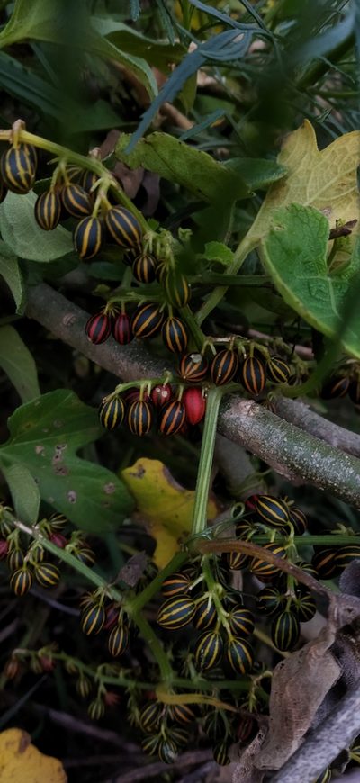 Cayaponia martiana, photographed by Adela Ferreira