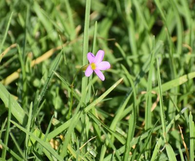 Oxalis caprina, photographed by Justin Ponder