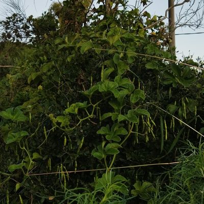 Cayaponia martiana, photographed by Adela Ferreira