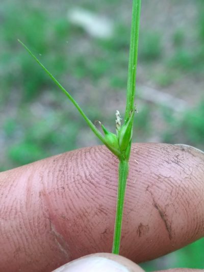 Carex timida, photographed by Scott Ward