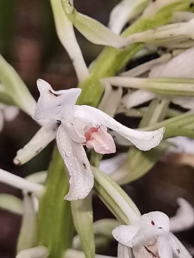 Calanthe calanthoides, photographed by Eduardo Chacón Madrigal