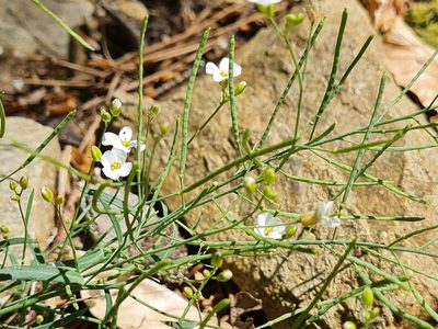 Arabidopsis arenosa, photographed by talum