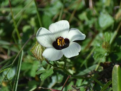 Hibiscus trionum, photographed by Justin Ponder