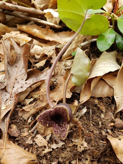 Asarum chueyi, photographed by lisebsb