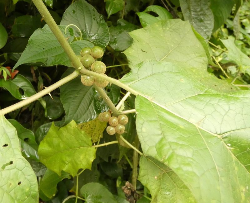Solanum stramoniifolium, photographed by Helio Lourencini