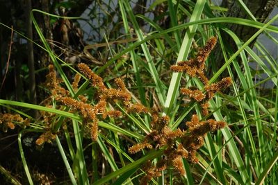 Cyperus ligularis, photographed by juniem