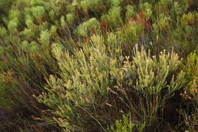 Penaea mucronata, photographed by Tony Rebelo