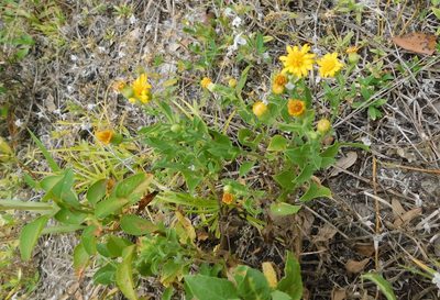 Heterotheca subaxillaris, photographed by juniem