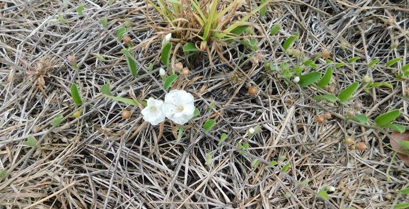 Stylisma villosa, photographed by juniem