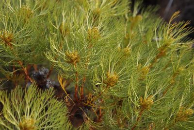 Serruria glomerata, photographed by Tony Rebelo