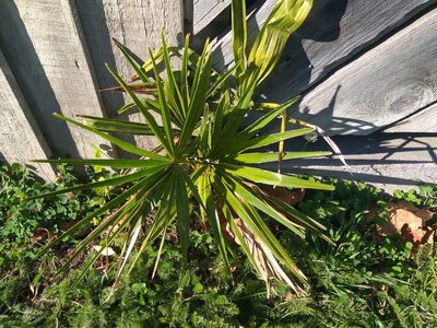 Trachycarpus fortunei, photographed by Rob Cruickshank