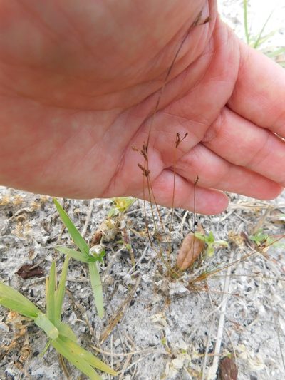 Bulbostylis ciliatifolia, photographed by juniem