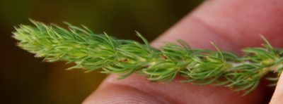 Cliffortia atrata, photographed by Tony Rebelo