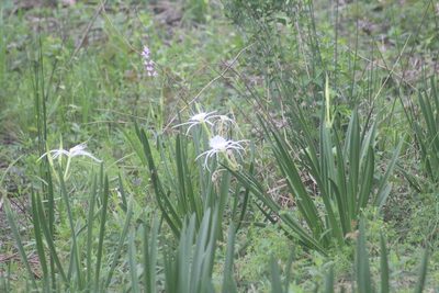 Hymenocallis liriosme