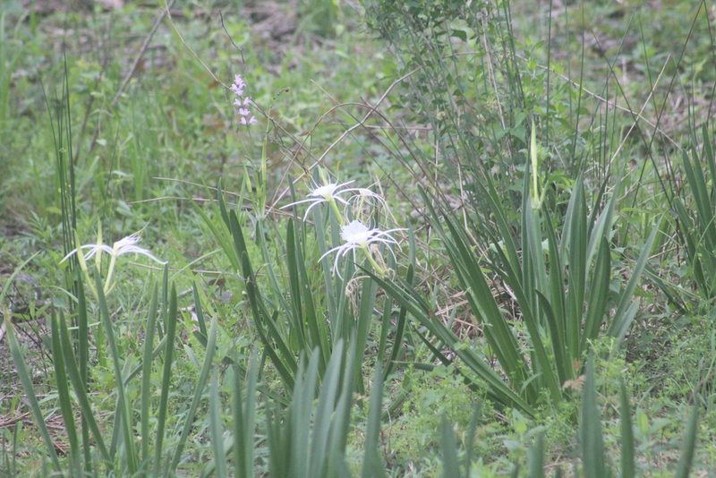 Hymenocallis liriosme, photographed by Steven Lamonde