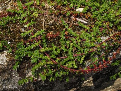 Herniaria ciliolata, photographed by José Luis Camaño