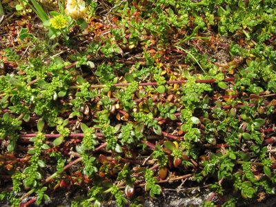 Herniaria ciliolata, photographed by José Luis Camaño
