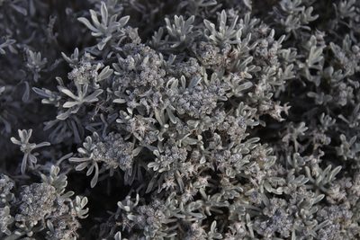 Petalacte coronata, photographed by Tony Rebelo