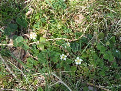 Potentilla sterilis, photographed by Pete Bradshaw