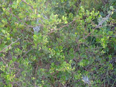 Searsia glauca, photographed by Shaun Swanepoel
