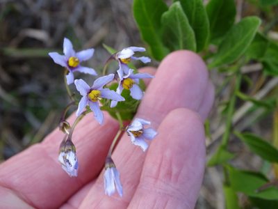 Solanum africanum, photographed by Shaun Swanepoel