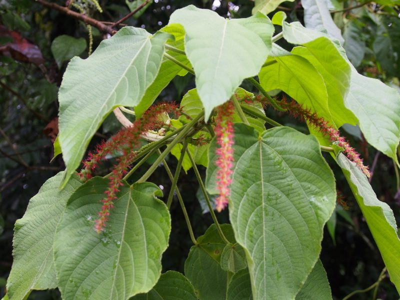 Acalypha macrostachya, photographed by Lena Struwe