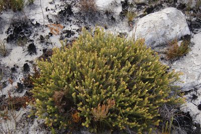 Penaea mucronata, photographed by Tony Rebelo