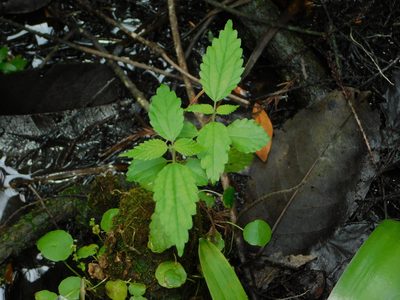 Boehmeria cylindrica, photographed by Jade Fortnash