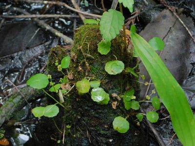 Hydrocotyle verticillata, photographed by Jade Fortnash