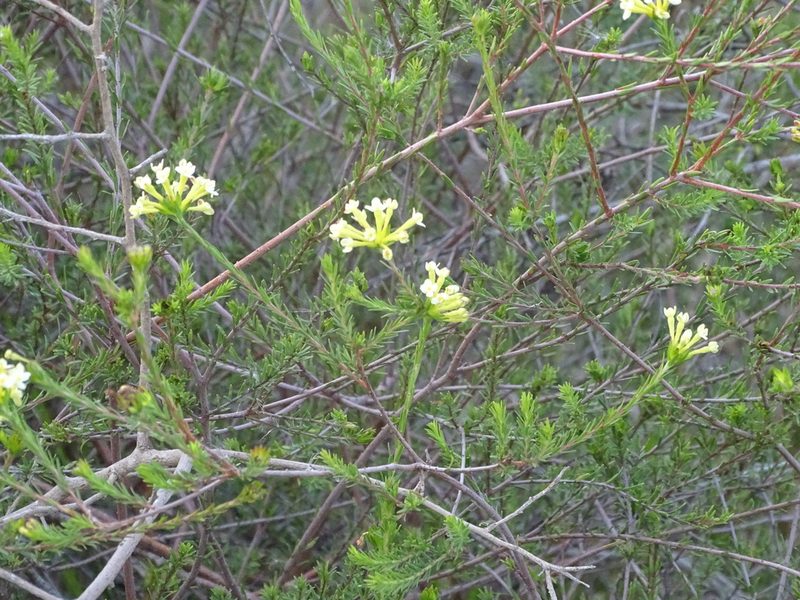 Gnidia squarrosa, photographed by Shaun Swanepoel